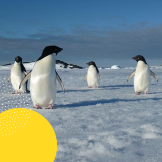 Trish Corbett’s OER Story: Sustainable Marine Futures