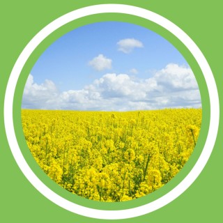 #025 - Loredana Collura - L'huile de colza (FR)