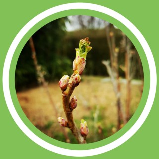 #059 - Julie Bernard - Les bienfaits du cassis! (FR)