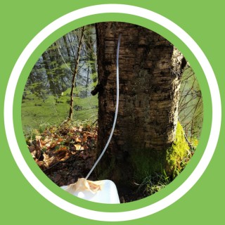 #060 - Julie Bernard - Une cure Ã  la sÃ¨ve de bouleau! (FR)