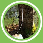 #060 - Julie Bernard - Une cure Ã  la sÃ¨ve de bouleau! (FR)