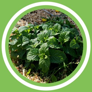 #067 - Julie Bernard - Les bienfaits de la MÃ©lisse - (FR)