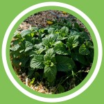 #067 - Julie Bernard - Les bienfaits de la MÃ©lisse - (FR)