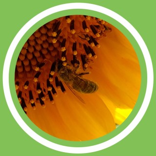 #083 - Julie Bernard - La propolis brune, rouge ou verte ! (FR)