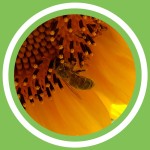 #083 - Julie Bernard - La propolis brune, rouge ou verte ! (FR)