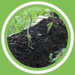 #089 - Jeanne Delaurent -  Les types de buttes en permaculture (FR)