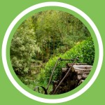 #124 - Jeanne Delaurent - La forÃªt jardin (FR)