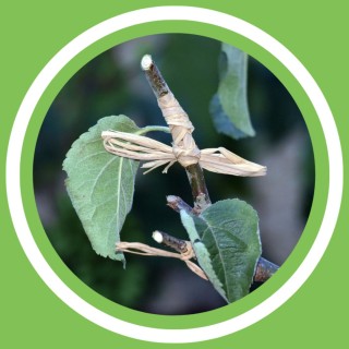 #125 - Jeanne Delaurent - Les arbres fruitiers (FR)