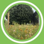 #127 - Jovelyn Lecomte & Julien Paps - Plaisir Vert #002 : Le projet de forÃªt comestible Ã  transforma bxl (FR)