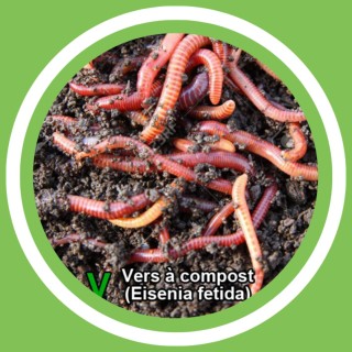 #133 - Didier Boulvin (MaÃ®tre composteur) - Le vermicompost (FR)