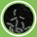 #134 - Didier Boulvin (MaÃ®tre composteur) - Le vermicompost - Seconde partie (FR)