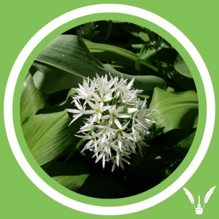 #139 - Julie Bernard - L'ail des ours : Allium ursinum (FR)