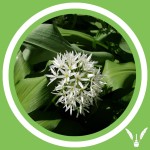 #139 - Julie Bernard - L'ail des ours : Allium ursinum (FR)