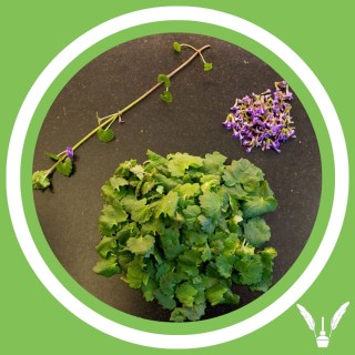 #141 - Julie Bernard - Lierre terrestre : Glechoma hederacea (FR)