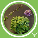 #141 - Julie Bernard - Lierre terrestre : Glechoma hederacea (FR)